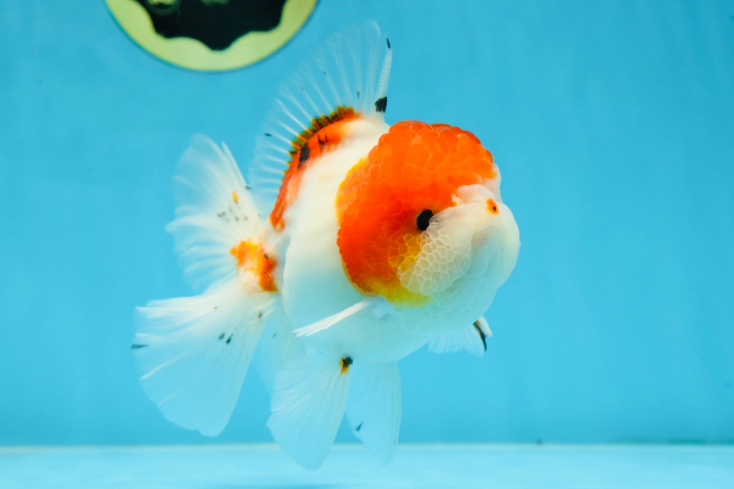 AAA Grade PUPPY Sakura Oranda Male 5 inches #062025OR_14