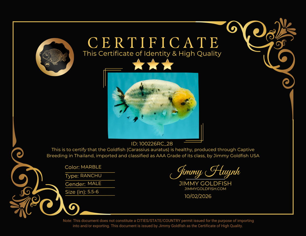 CHUBBY AAA Grade White Marble Blue Base Ranchu Male 5.5-6 inches #100226RC_28