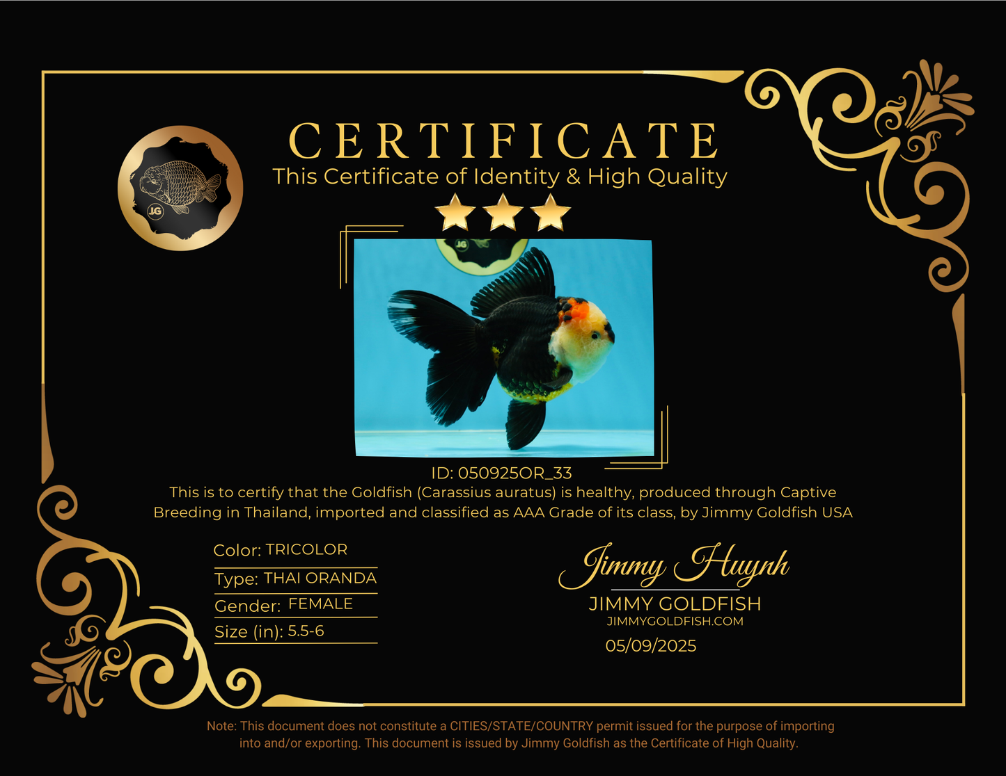 AAA Grade Tricolor Oranda Female 5.5-6 inches #050925OR_33