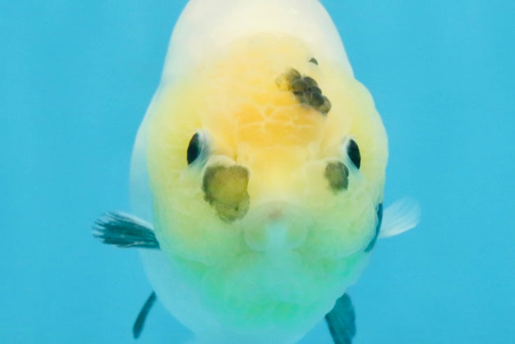 A Grade Chinese Cow Ranchu Male 4.5-5 inches #110725RC_13