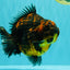 AAA Grade Jumbo Tiger Yuanbao Male 6.5 inches #062626YB_06