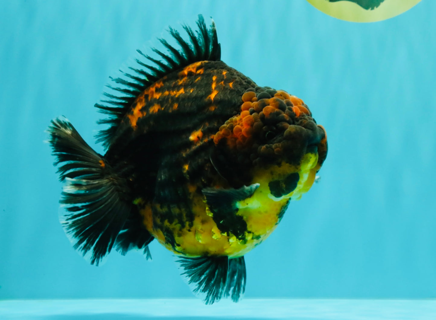 AAA Grade Jumbo Tiger Yuanbao Male 6.5 inches #062626YB_06