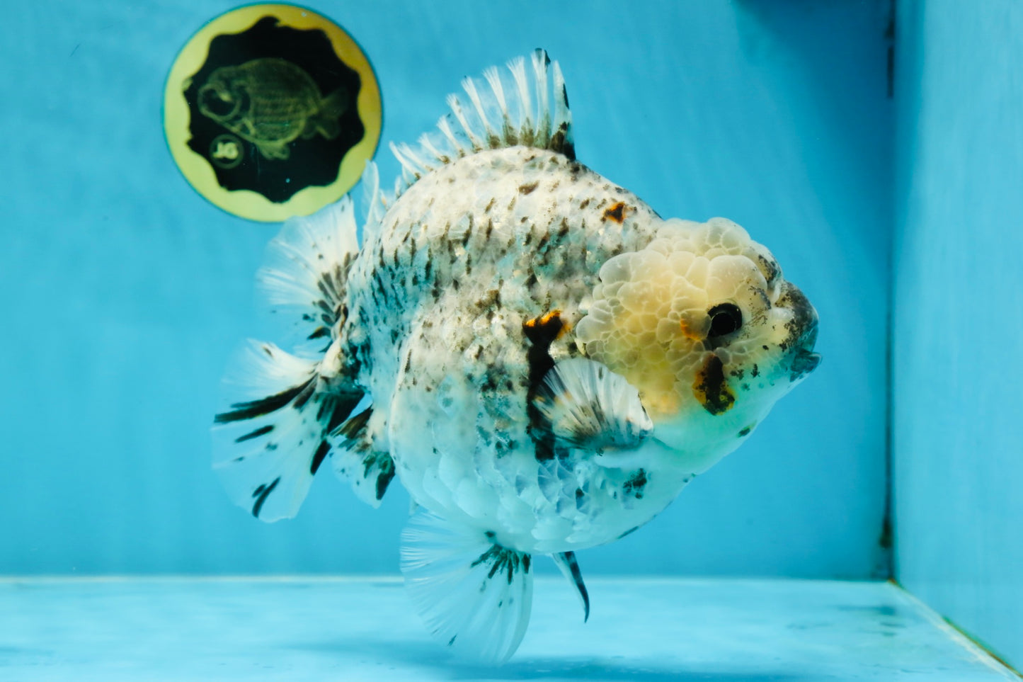 MONSTER AAA Grade White Tiger Yuanbao Male 7-7.5 inches #042525_01