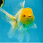 A Grade Lemonhead Oranda Male 5.5 inches #072525OR_10