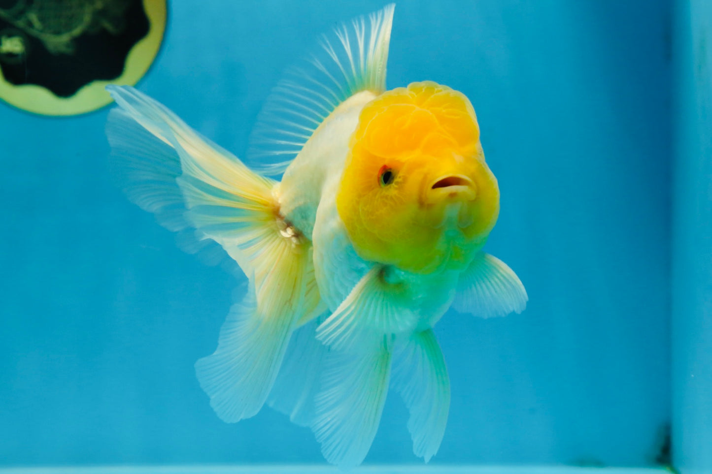 A Grade Lemonhead Oranda Male 5.5 inches #072525OR_10