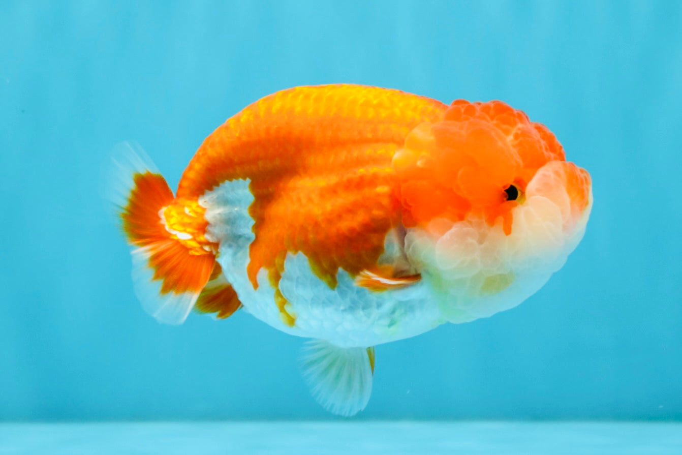 A Grade Red White LionQueen 4-4.5 inches #032726LC_14