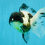 BATMAN Panda Oranda Female 5.5 inches #041026OR_09