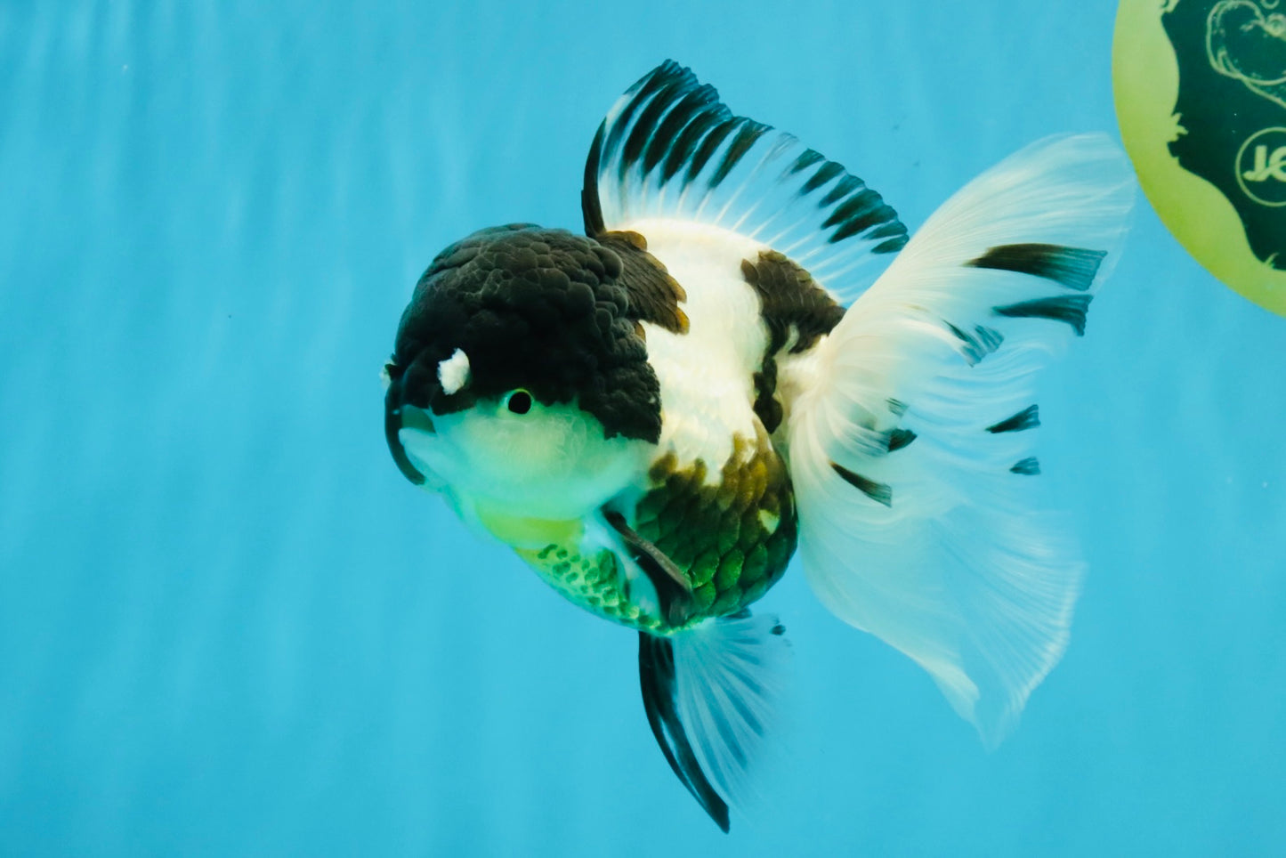 BATMAN Panda Oranda Female 5.5 inches #041026OR_09