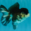 SPECIAL A Grade Panda Oranda Male 5-5.5 inches #030626OR_24