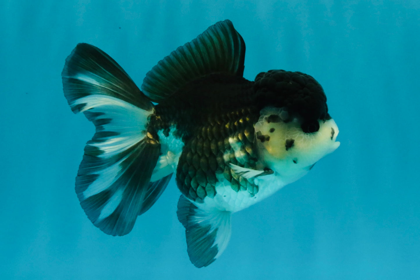 SPECIAL A Grade Panda Oranda Male 5-5.5 inches #030626OR_24
