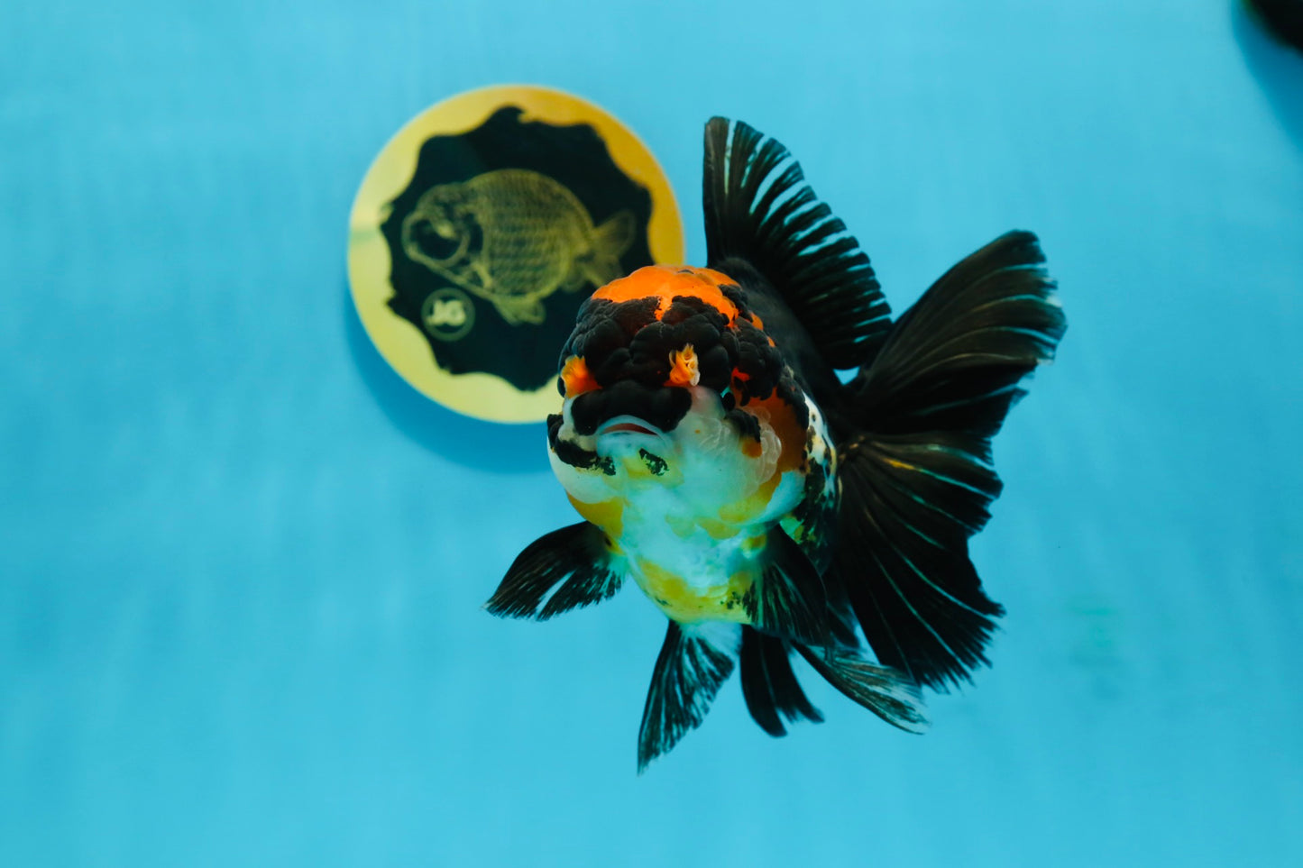 A Grade Tricolor Oranda Female 5-5.5 inches #120624OR_13