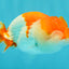 CHUBBY A Grade Red White LionQueen 4.5-5 inches #050126LC_23