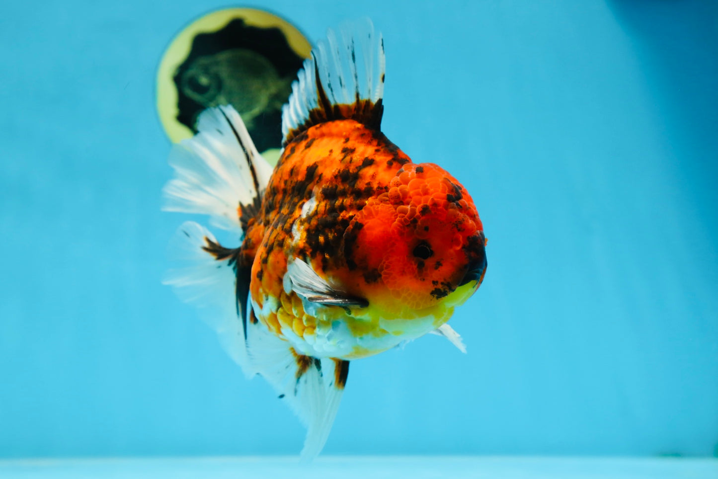 AAA Grade Young Godzilla Tiger Oranda Male 6 inches #080125OR_11