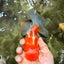 Sakura Oranda Female 5 inches #050126OR_06