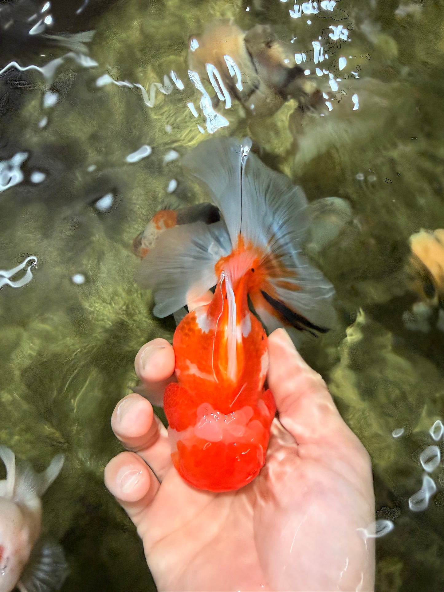 Sakura Oranda Female 5 inches #050126OR_06
