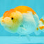A Grade Red White LionQueen 4.5 inches #082126LC_20
