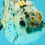 A Grade Tricolor Tiger Ranchu Female 5 inches #080726RC_28