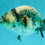 A Grade Tiger Ranchu Female 5-5.5 inches #071026RC_12