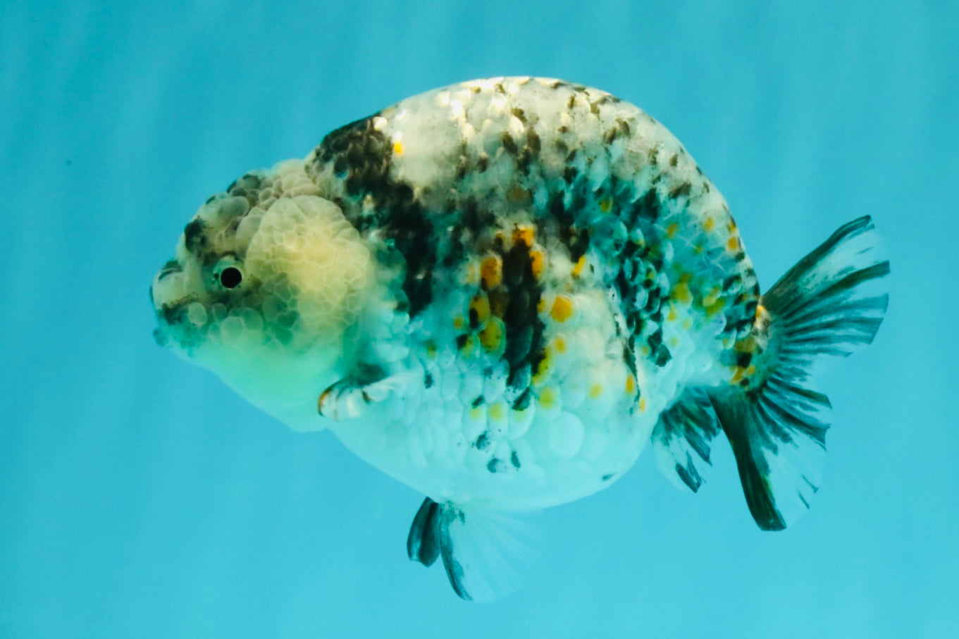 A Grade Tiger Ranchu Female 5-5.5 inches #071026RC_12