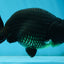 A Grade CHUNKY Black LionKing 4.5-5 inches #062025LC_04