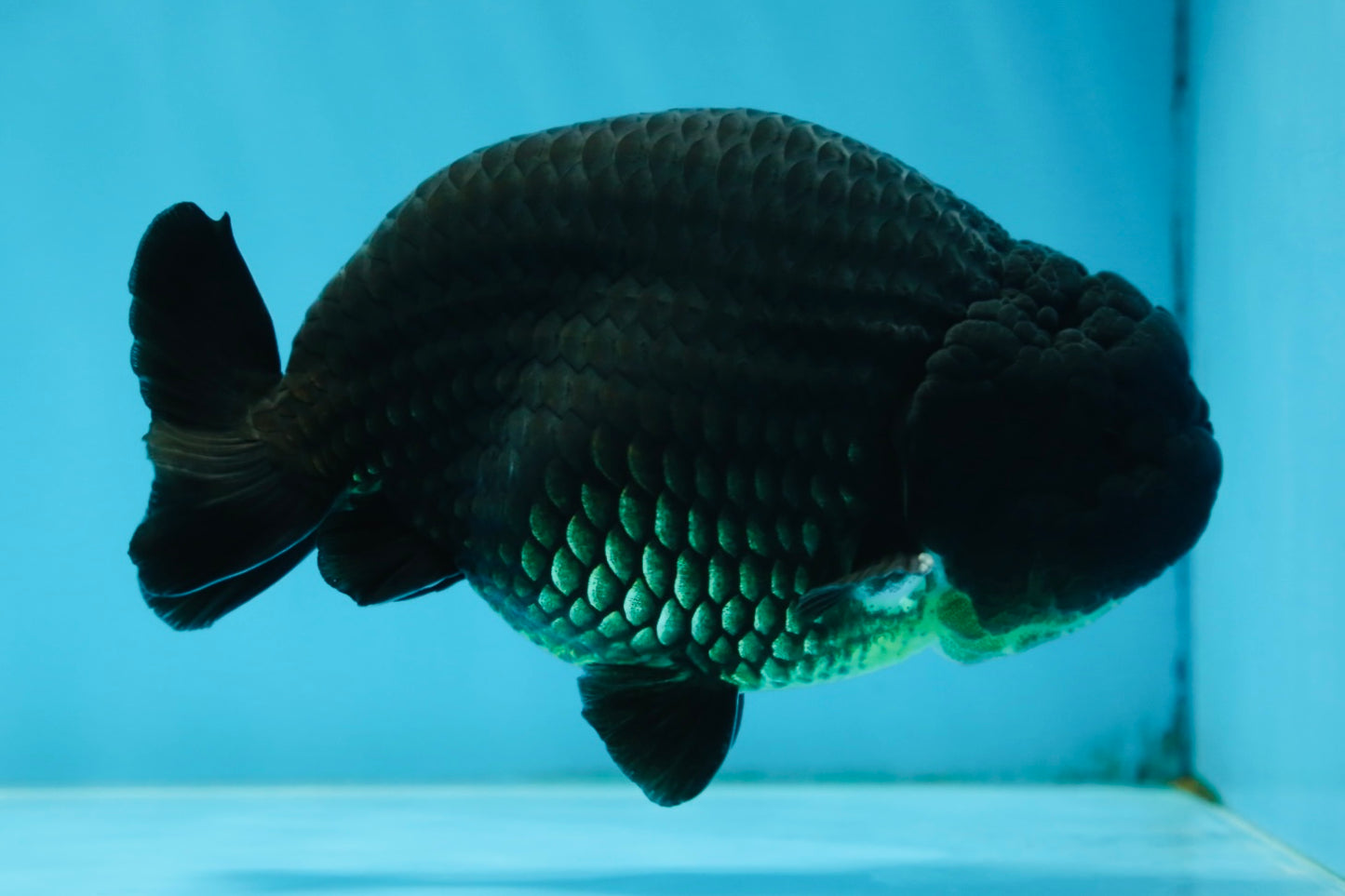 A Grade CHUNKY Black LionKing 4.5-5 inches #062025LC_04