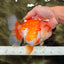 CHUBBY AAA Grade Red White Oranda Male 6 inches #081426OR_01