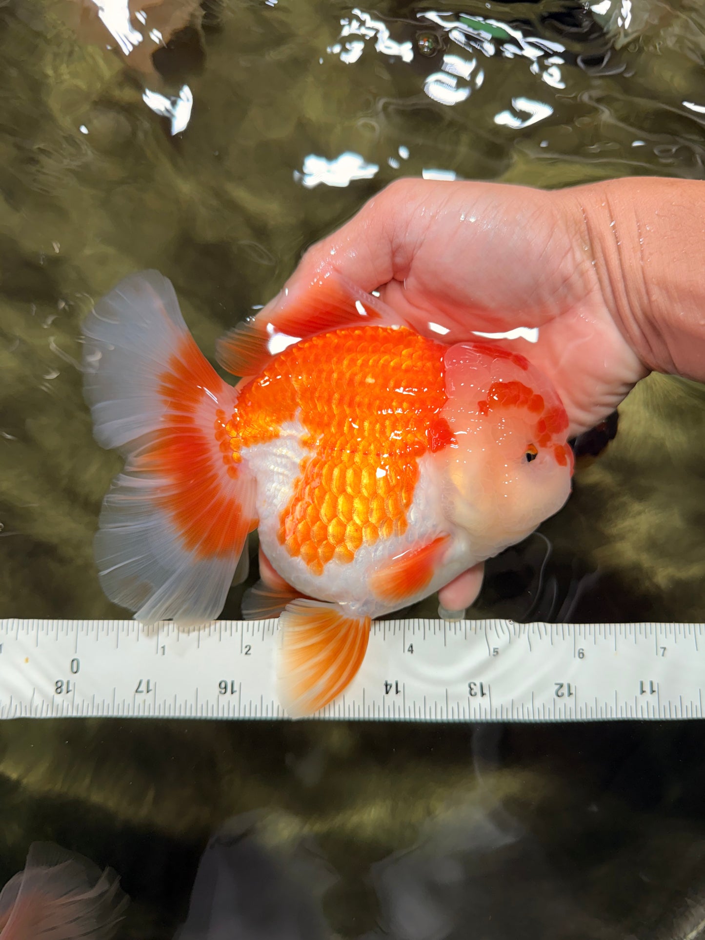 CHUBBY AAA Grade Red White Oranda Male 6 inches #081426OR_01