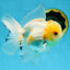 A Grade Cloudy White Oranda Male 5-5.5 inches #071125OR_12