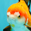CHUBBY A Grade Apache Yuanbao Male 4.5 inches #051526YB_10
