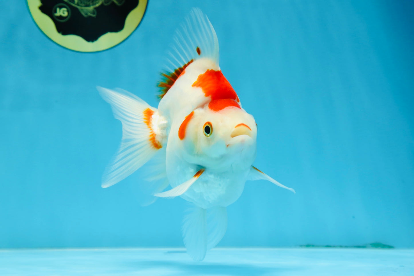 A Grade Kohaku Ryukin Red White Female 5 inches #070425RK_03