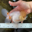 A Grade White Oranda Female 6 inches #070425OR_19