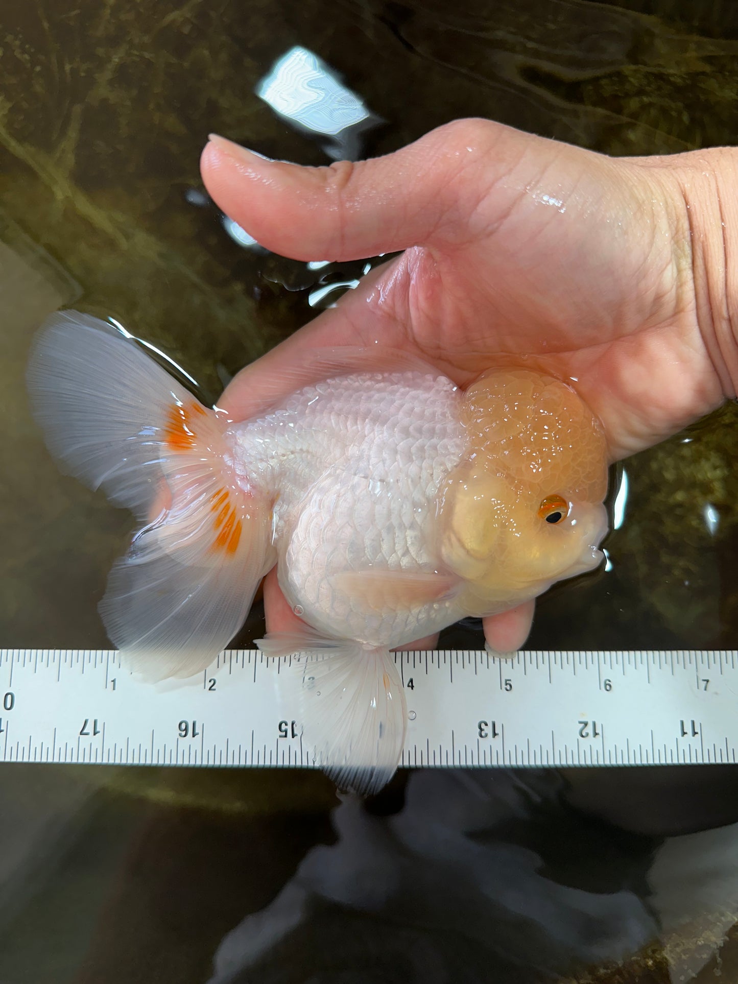 A Grade White Oranda Female 6 inches #070425OR_19