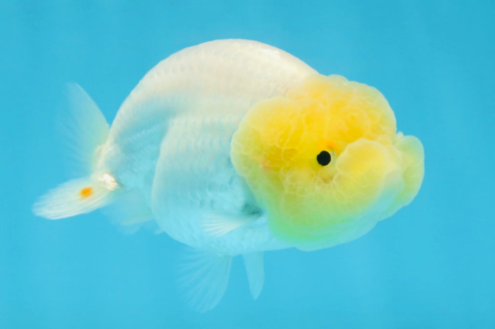 LEMON POP AAA Grade Lemonhead LionQueen 3.5-4 inches #101725LC_03