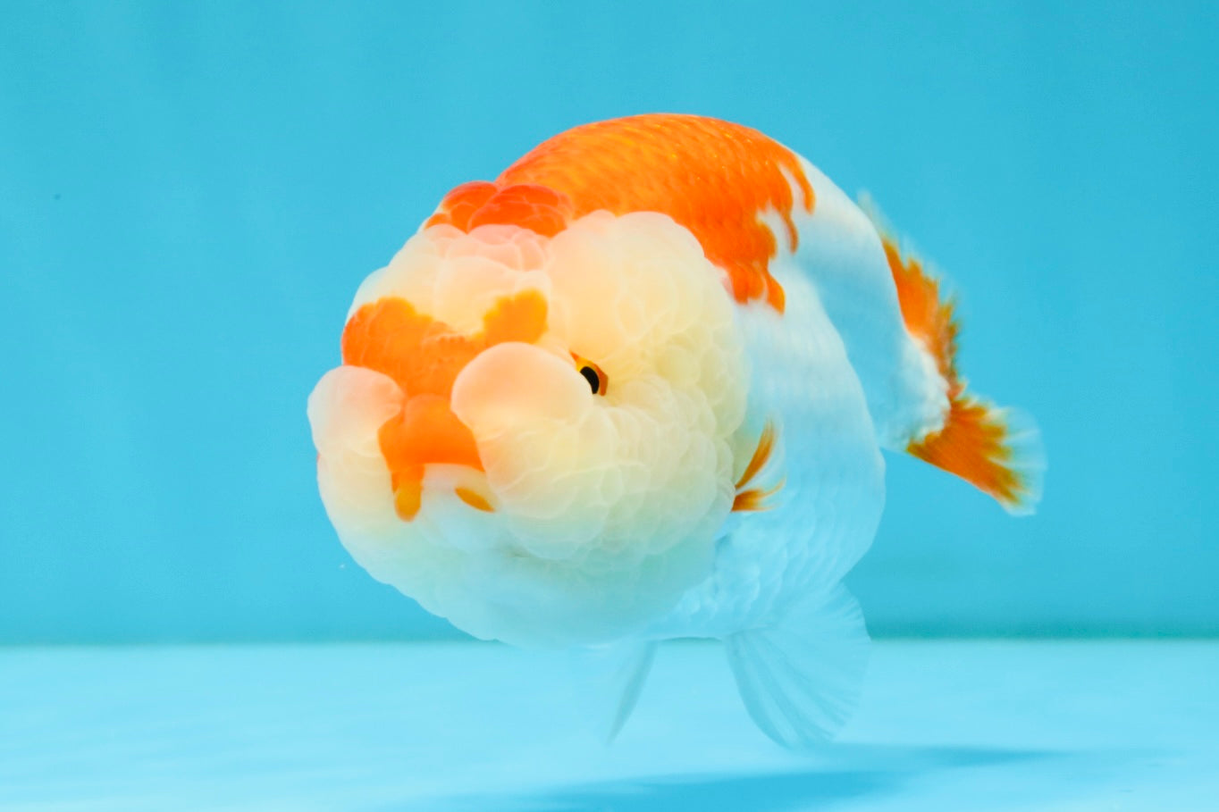 A Grade Red White LionQueen 4.5-5 inches #032726LC_21