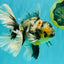 AAA Grade Long Tail White Marble Oranda Male 6.5-7 inches #062626OR_29