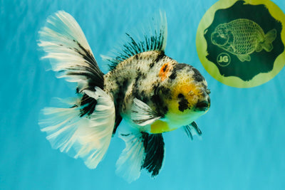 AAA Grade Long Tail White Marble Oranda Male 6.5-7 inches #062626OR_29