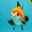CHUBBY A Grade Apache Yuanbao Male 4.5 inches #051526YB_10