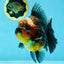 AAA Grade Godzilla Kirin Oranda Male 5.5 inches #050925OR_50