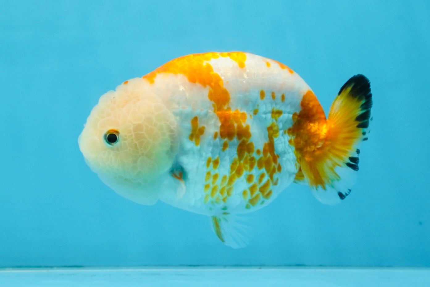 CHUBBY AAA Grade Kohaku Sakura LionQueen 4.5 inches #112825LC_01