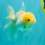 A Grade White Oranda Male 5-5.5 inches #102326OR_20