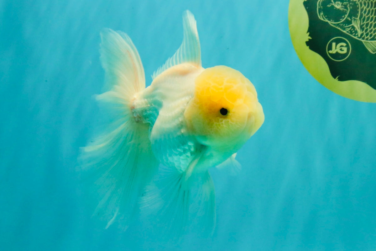 A Grade White Oranda Male 5-5.5 inches #102326OR_20