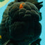 GODZILLA AAA Grade Black Lava Oranda Male 6.5-7 inches #092526OR_02