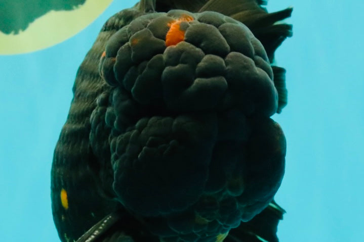 GODZILLA AAA Grade Black Lava Oranda Male 6.5-7 inches #092526OR_02