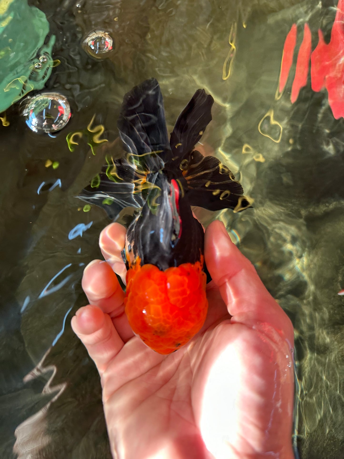 A Grade Red Head Tricolor Oranda Male 5 inches #110824OR_15