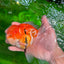 GODZILLA AAA Grade Butterfly Tail Red White Sakura Oranda Male 5.5 inches #1004OR_20