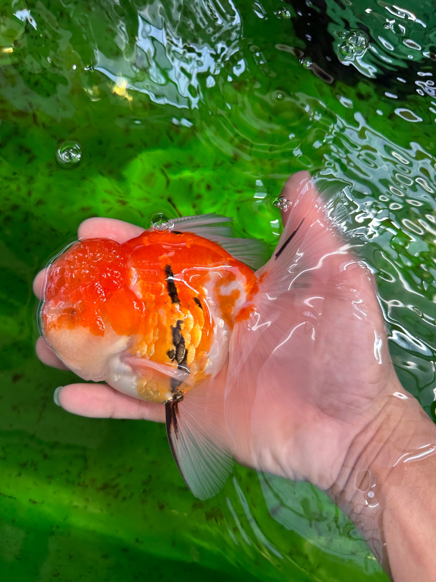 GODZILLA AAA Grade Butterfly Tail Red White Sakura Oranda Male 5.5 inches #1004OR_20