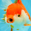 JUMBO AAA Grade Red White Oranda Female 7 inches #040326OR_22