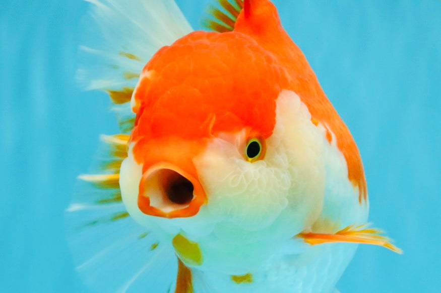 JUMBO AAA Grade Red White Oranda Female 7 inches #040326OR_22