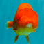 A Grade Red LionQueen 4.5-5 inches #070326LC_30