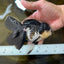 A Grade Panda Oranda Female 5.5 inches #082225OR_24
